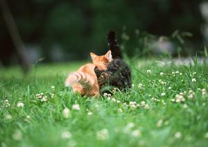 愛犬の健康に役立つ無添加ドッグフード