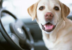 旭川市にある「緑の森どうぶつ病院」：最新医療設備と serene な環境でペットの健康をサポート